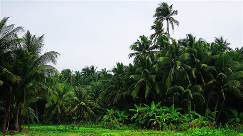 波比艾斯冰淇淋有多少家分店